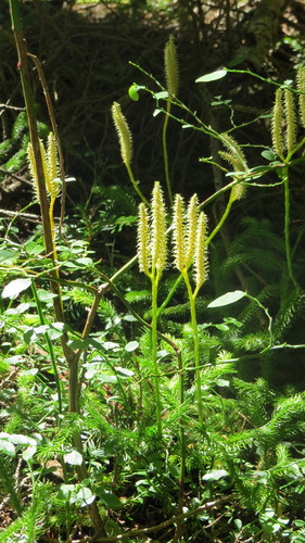 Lycopodium clavatum