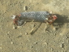 Dolichophis jugularis