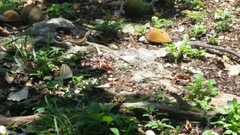 Leiocephalus personatus