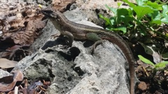 Leiocephalus personatus