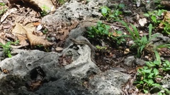 Leiocephalus personatus