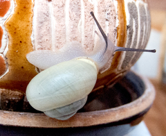 Cepaea hortensis