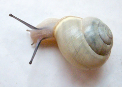 Cepaea hortensis