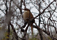 Tarphonomus certhioides