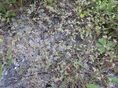 Adenogramma glomerata