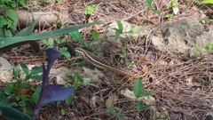 Leiocephalus personatus