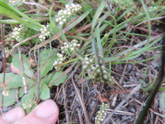 Adenogramma glomerata