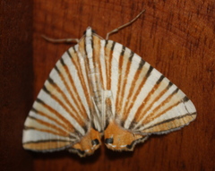 Pityeja histrionaria