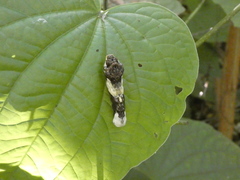 Heraclides thoas brasiliensis