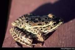 Lithobates yavapaiensis