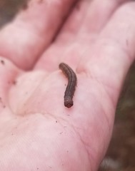 Simplicia cornicalis