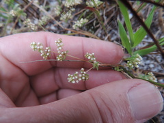 Adenogramma glomerata