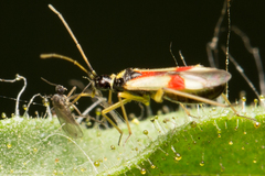 Tupiocoris californicus
