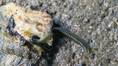 Phyllodocida