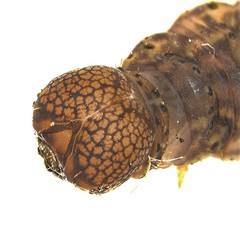 Simplicia cornicalis