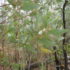 Acacia holosericea