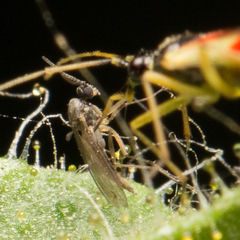 Tupiocoris californicus