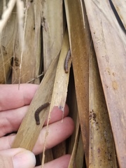 Simplicia cornicalis