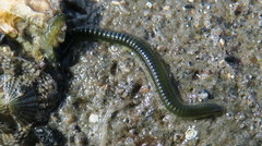 Phyllodocida