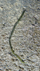 Phyllodocida