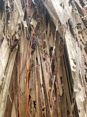 Simplicia cornicalis