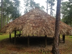 Simplicia cornicalis