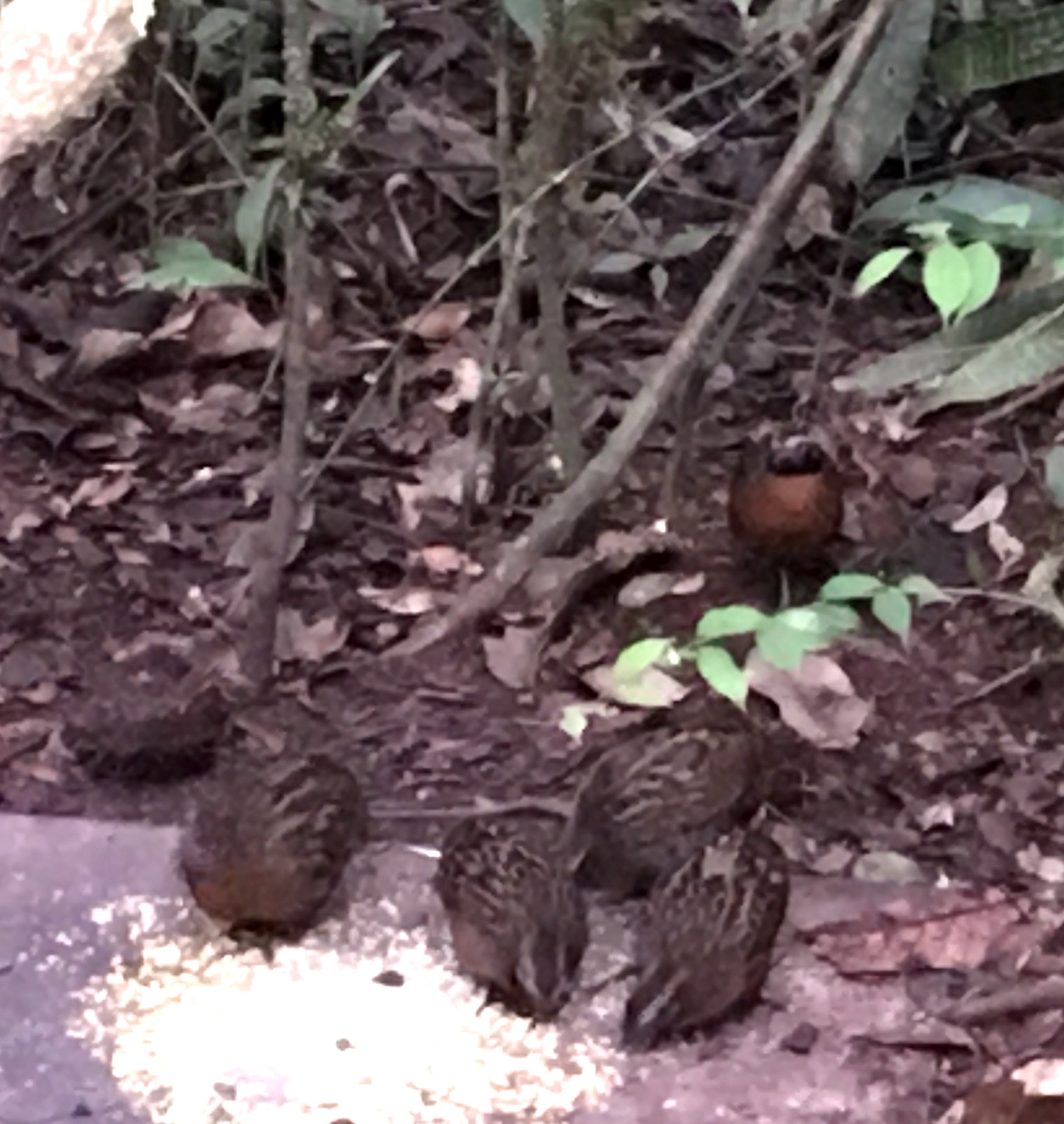 Rufous-breasted Wood Quail (Odontophorus speciosus), photo 3