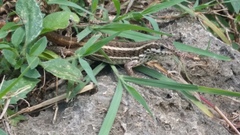 Leiocephalus personatus