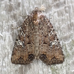 Mesapamea fractilinea