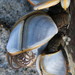 Goose Barnacles - Photo (c) Simon Nicholas, some rights reserved (CC BY-NC), uploaded by Simon Nicholas