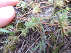 Adenogramma glomerata