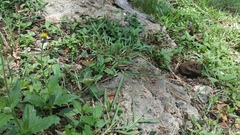 Leiocephalus personatus