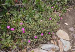 Lampranthus pauciflorus