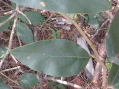 Lindera glauca