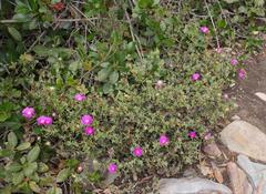 Lampranthus pauciflorus