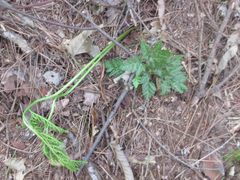 Sceptridium ternatum