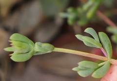 Lampranthus pauciflorus