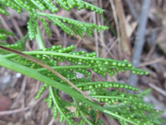 Sceptridium ternatum