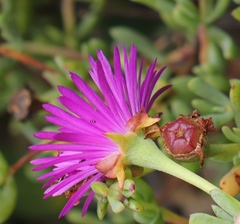 Lampranthus pauciflorus