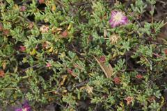 Lampranthus pauciflorus