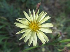 Lactuca indica