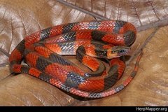 Oxyrhopus petolarius