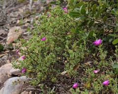 Lampranthus pauciflorus