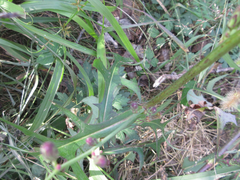 Lactuca indica