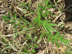 Potentilla chinensis