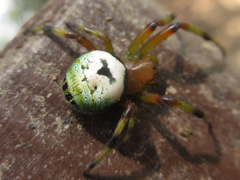 Bijoaraneus