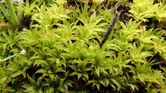 Didymodon torquatus