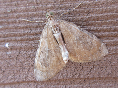 Heterothera postalbida