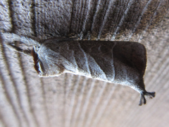 Clostera anastomosis