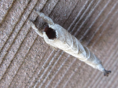 Clostera anastomosis